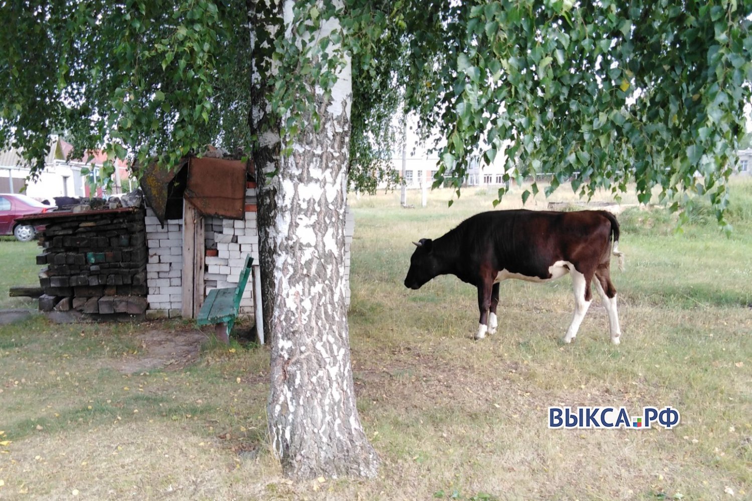 Бесконтрольный выгул коров напрягает жителей Ближне-Песочного